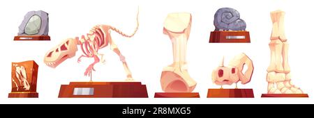 Fossil-Dinosaurier im Museum-Cartoon-Vektorskelett. Archäologische Ausstellung aus Dino-Stein mit Sockelsymbol für die Innenausstattung des Raums. Tyrannosaurus rex und Tierarten Stock Vektor