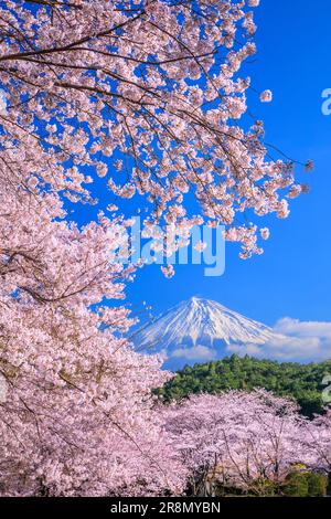 Kirschblüten im Iwamotoyama Park und Mt. Stockfoto