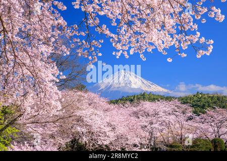 Kirschblüten im Iwamotoyama Park und Mt. Stockfoto