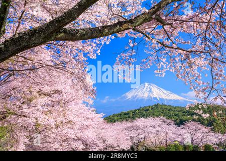 Cherry blossoms in Iwamotoyama Park and Mt. Stock Photo