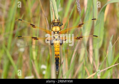 Vierfleckiger Jäger (Libellula quadrimaculata), im Gras, Buchhellerquellgebiet Naturschutzgebiet, Sommer, Feuchtgebiet, Südwestfalen Stockfoto