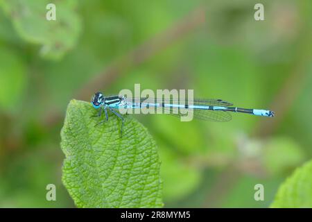 Azurdamselfly (Coenagrion puella), männlich, auf dem Blatt einer Wiesenpflanze sitzend, Buchhellerquellgebiet, Sommer, Feuchtgebiet, Süden Stockfoto