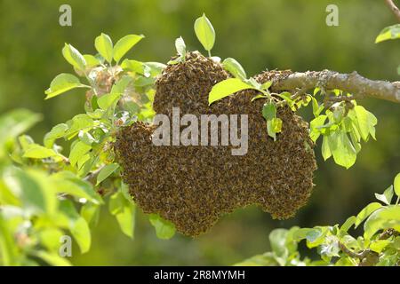 Schwarm von Honigbienen (apis mellifera), Wildschwarm, auf Zweig, Siegerland, Nordrhein-Westfalen, Deutschland Stockfoto