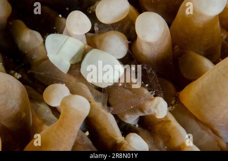 Eierschalen-Garnelen, Hamopontonia corallicola, Pilzkorallen, Fungiidae-Familie, Tentakel, Tauchplatz am Deep Reef, Pemuteran, Bali, Indonesien Stockfoto