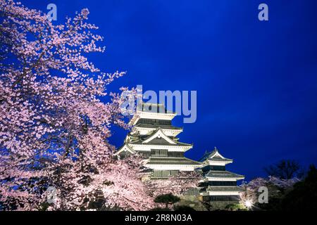 Schloss Matsumoto und Kirschblüten leuchten auf Stockfoto