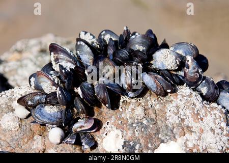 Mussel Kolonie Stockfoto