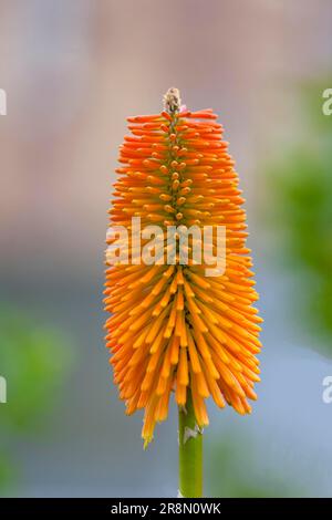 Fackellilie, auch Kniphofias (Kniphofia) genannt, Bretagne, Frankreich Stockfoto