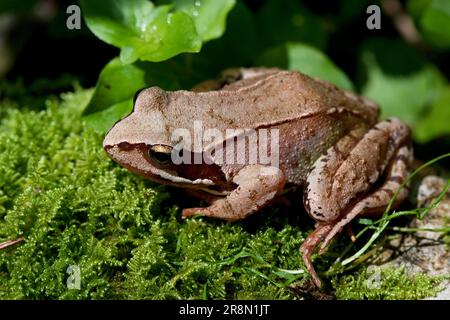 Gemeiner Frosch (Rana temporaria), der im Sommer auf grünem Moos sitzt Stockfoto