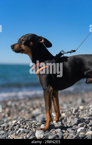 Porträt eines wunderschönen russischen Spielzeugterrier-Zuchthundes an einem sonnigen Tag an der Küste. Kleiner Hund auf einem Spaziergang. Vertikales Foto Stockfoto