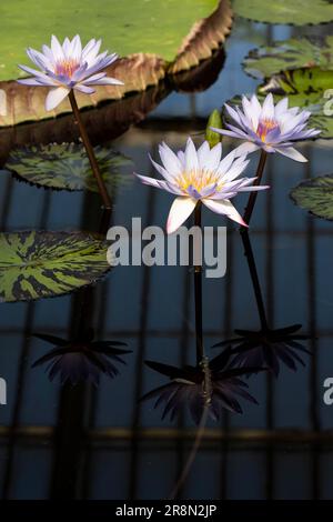 Wasserlilien in Kew Gardens, Giant Waterlily House, Royal Botanic Gardens (Kew Gardens), UNESCO-Weltkulturerbe, Kew, Greater London, England Stockfoto