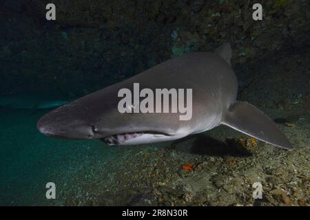 Porträt des Sandtierhais (Carcharias taurus) in seiner Höhle. Tauchplatz Protea Banks, Margate, KwaZulu Natal, Südafrika Stockfoto