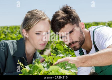 Ein glückliches Paar in Weinbergen Stockfoto