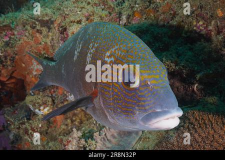 Porträt von Orangenflecken-Süßlippen (Plectorhinchus flavomaculatus), Tauchplatz Sodwana Bay, Maputaland Marine Reserve, KwaZulu Natal, Südafrika Stockfoto