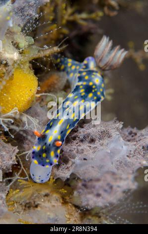 Lackierte Hypselodoris Nudibranch, Hypselodoris infucata, Fütterung, Tauchplatz Batu Niti, Seraya, Karangasem, Bali, Indonesien, Indischer Ozean Stockfoto