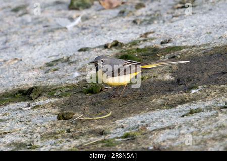 Graue Schwalbenschwanz (Motacilla cinera) Norfolk, Juni 2023 Stockfoto