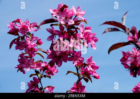 Lila, Crabapple, Malus „Royal Raindrop“ Stockfoto