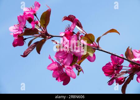 Lila, Crabapple, Malus „Royal Raindrop“ Stockfoto