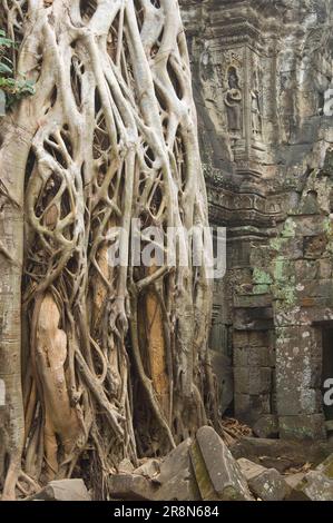 Kapok-Baum, der zwischen den Ruinen des Ta-Som-Tempels wächst, Angkor, Siem-Seidenbaumwolle (Bombax ceiba), Kapok-Baum, Wollbaum, Baumwurzeln, Kambodscha Stockfoto