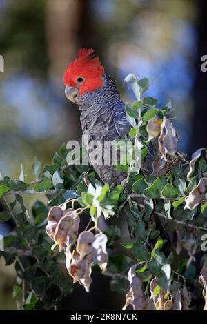 Gangkakadu (Callocephalon fimbriatum), männlich, New South Wales, Australien Stockfoto