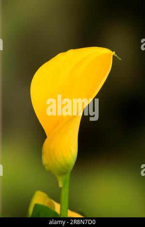 Goldene Calla Lily (Zantedeschia elliottiana) Stockfoto