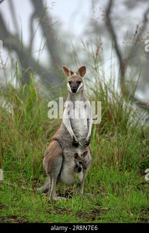 Wiptail Wallaby (Macropus parryi) mit joey, Lamington-Nationalpark, Australien Stockfoto