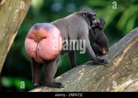 Sulawesi Crested Black Macaque (Macaca nigra), weiblich und jung Stockfoto