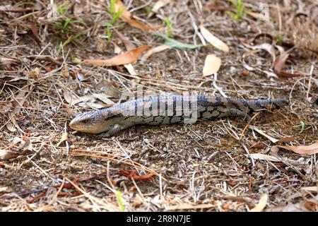 Australian Gidgee Skink (Egernia stokesii), Australien Stockfoto