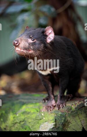 Tasmanischer Teufel (Sarcophilus Harrisii), Tasmanien, Australien Stockfoto