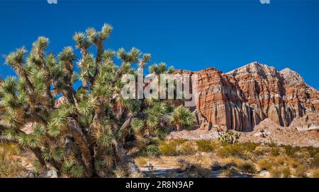 Joshua Tree, Felsformationen im Red Rock Canyon State Park, Mojave Desert, Kalifornien, USA Stockfoto