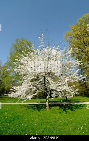 Tokio-Kirsche (Prunus x yedoensis x yedoensis), japanische Maikirsche, Yoshino-Kirsche Stockfoto