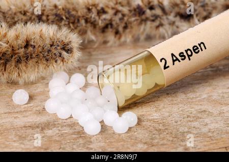 Bach-Blütenkugeln, „zitternde Pappel“ (Populus tremula), Aspen, Bach-Blüten, Bach-Blütentherapie, alternative Medizin Stockfoto