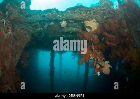 Coral and Penguin's Wing Oyster, Pteria Pinguin, with hold with Pillars, Liberty Wreck Dive Site, Tulamben, Karangasem, Bali, Indonesia, Indischer Ozean Stockfoto