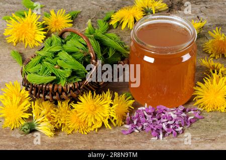 Europäische Fichte (Picea abies), frische Spitzen, Löwenzahnblüten, gefleckte tote Nesseln und Honiggläser (Taraxacum officinale) (Taraxacum vulgare) (Lamium Stockfoto