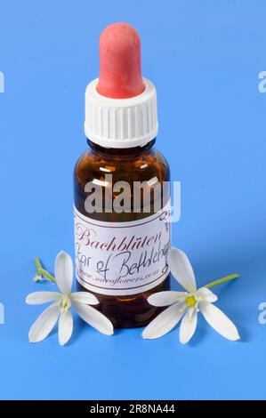 Flasche mit Bach-Blumentropfen Doldy Milk Star (Ornithogalum umbellatum), Bach-Blumen, Bach-Blumentherapie, Bach-Blumentropfen, freistehendes Glas Stockfoto