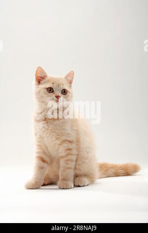 Britische Kurzhaarkatze, Kätzchen, 11 Wochen, Sahne, BKH Stockfoto