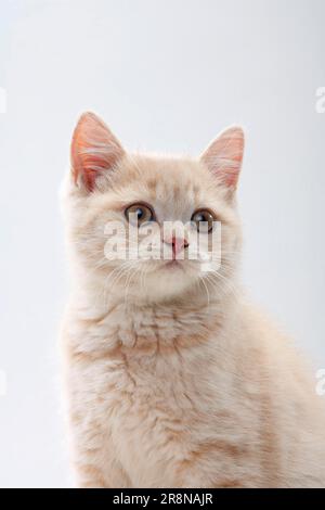 Britische Kurzhaarkatze, Kätzchen, 11 Wochen, Sahne, BKH Stockfoto