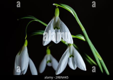 Wunderschöne weiße Blumen, Schneetropfen oder Galanthus-Strauß in Vase, Nahaufnahme auf schwarzem Hintergrund. Dunkle stimmungsvolle Blumentapete. Frühjahrsfeiertagsgrüße. Stockfoto