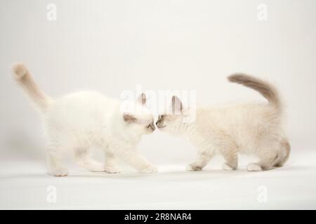 Birman-Katzen, Kätzchen, Heiliger birman, seitlich, Begrüßung, Begrüßt euch gegenseitig Stockfoto