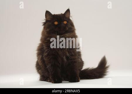 Britisches Longhair-Kätzchen, Kätzchen, Schwarz, Highlander, Lowlander, Britanica, BLH Stockfoto