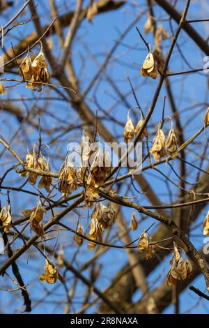 Gelbe Ahornsamen am blauen Himmel. Makro. Ahornzweige mit goldenen Samen an einem klaren, sonnigen Tag. Nahaufnahme. Frühjahrskonzept. Leuchtendes Beautifu Stockfoto