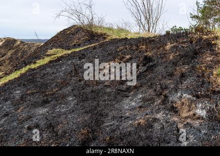 Verbrannter Waldboden mit Gras und Asche, Waldbrand. Im Frühjahr Gras zu verbrennen, ist ein ernstes Umweltproblem. Stockfoto