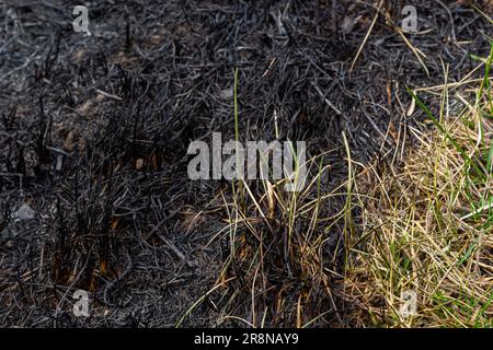 Verbrannter Waldboden mit Gras und Asche, Waldbrand. Im Frühjahr Gras zu verbrennen, ist ein ernstes Umweltproblem. Stockfoto