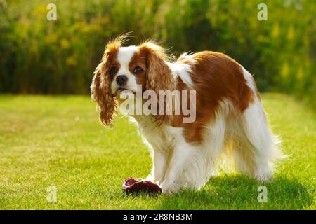 Kavalier König Charles Spaniel, Blenheim, bewachtes rohes Fleisch, rohe Knochen, Rippen, BARF, Kotzen, rohe Fütterung Stockfoto