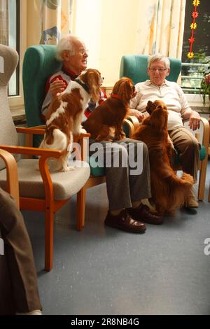 Senioren mit Kavalier König Charles Spaniel, Rubin und Blenheim, Hundebesuch, Hundebesuch, Senioren Stockfoto