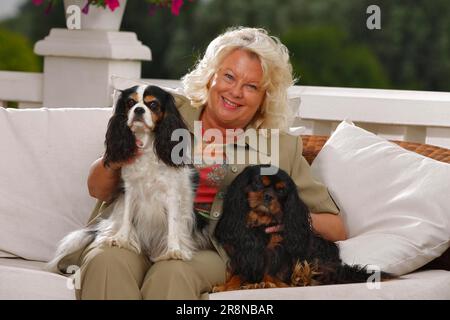 Weiblich und Kavalier König Charles Spaniel, dreifarbig und schwarz-braun Stockfoto