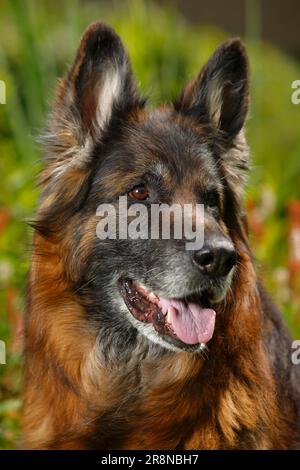 Deutscher Schäferhund, 11 Jahre alt, alter Hund Stockfoto