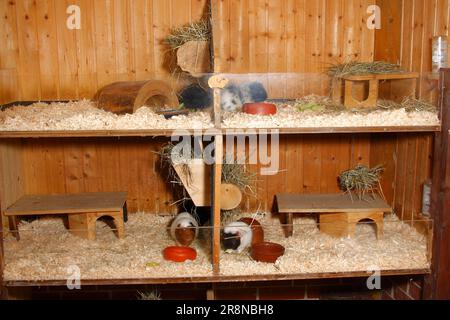 Meerschweinchen in Gehege, Schlafsaal, Schlafsaal, Meerschweinchen-Stall Stockfoto