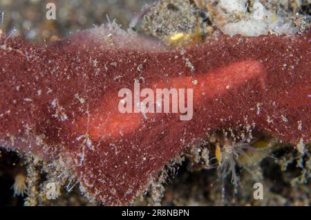 Algenröhrenschnapper-Garnelen, Alpheus frontalis, in Rotalgenröhrchen, Ceramium sp, Tauchplatz am Bulakan-Hang, Seraya, Karangasem, Bali, Indonesien, Indische Oc Stockfoto