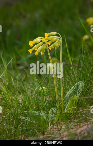 Gelbe Primula veris Cowslip, gewöhnlicher Cowslip, Cowslip Prirose auf weichem grünen Hintergrund. Selektiver Fokus. Stockfoto