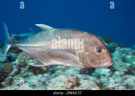 Riesen-Trevally (Caranx ignobilis), Blaue Ecke, Palau, Mikronesien Stockfoto